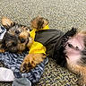 puppy, dog, pet, yellow_shirt, plush_toy, carpet, lying_down, paw, cute, fur, playful, animal, indoor, small_dog, resting, face, ears, black_fur, brown_fur, toy