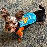 Pocket joined the competition — help win amazing prizes! adorable, animal, black_fur, brown_fur, cape, carpet, costume, curious, cute, dog, ears, fur, indoor, looking_up, orange_outfit, pet, small_dog, standing, super_dog, tail