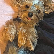 Pocket is registered to the contest to win money with this photo: animal, bed, blanket, companion, cozy, cute, cute_expression, dog, domestic_animal, ears_up, fluffy, fur, indoor, lying_down, mammal, pet, portrait, relaxed, small_dog, tongue_out
