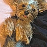 animal, bed, blanket, companion, cozy, cute, cute_expression, dog, domestic_animal, ears_up, fluffy, fur, indoor, lying_down, mammal, pet, portrait, relaxed, small_dog, tongue_out
