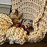 Pocket joined the competition — help win amazing prizes! blanket, chunky_knit, comfort, couch, cozy, cute, dog, fur, fur_pattern, holiday_sweater, home, indoors, pet_clothing, relaxation, resting, sleeping, small_dog, snuggled, warm, yorkshire_terrier