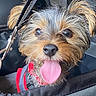 dog, puppy, tongue_out, car_seat, leash, red_collar, fur, small_dog, pet, cute, face, eyes, ears, mouth, nose, happy, animal, indoors, close_up, portrait