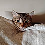 cat, tabby, pet, animal, blanket, cozy, indoor, fur, ears, face, whiskers, cute, comfort, resting, patterned_blanket, curious, closeup, domestic_cat, sleepy, feline