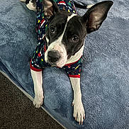 Diamond is registered to the contest to win money with this photo: dog, black_and_white, pajamas, holiday, christmas, blanket, bed, indoor, pet, cute, ears, looking_up, fur, animal, relaxed, soft_texture, carpet, resting, mammal, companion