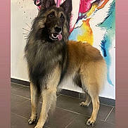 Tayron a rejoint le concours — aidez-le/la à gagner de superbes lots ! dog, belgian_tervuren, standing, indoor, floor_tiles, colorful_mural, tongue_out, long_fur, ears_up, alert, pet, animal, canine, portrait, furry, brown, black, happy, companion, domestic