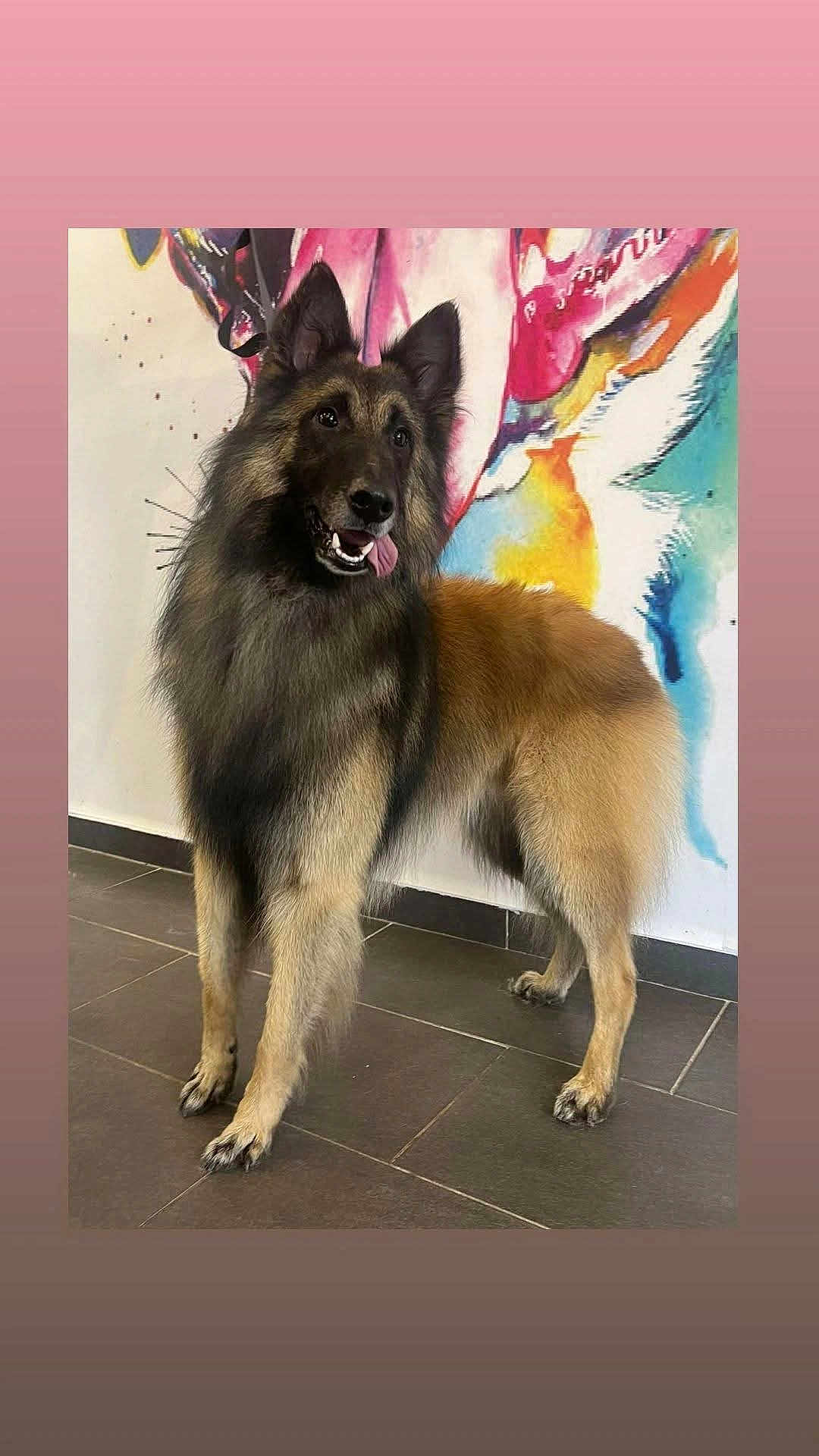 Tayron a rejoint le concours — aidez-le/la à gagner de superbes lots ! dog, belgian_tervuren, standing, indoor, floor_tiles, colorful_mural, tongue_out, long_fur, ears_up, alert, pet, animal, canine, portrait, furry, brown, black, happy, companion, domestic