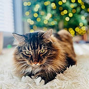 Lily is registered to the contest to win money with this photo: cat, tabby, fluffy, fur, whiskers, green_eyes, paws, indoor, rug, cozy, bokeh, lights, blurred_background, resting, cute, pet, animal, feline, closeup, soft_light