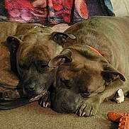 Odin joined the competition — help win amazing prizes! dog, sleeping, brindle, indoor, carpet, toy, orange, snuggling, pet, animal, resting, cozy, furniture, blanket, paw, head, closeup, floor, domestic, companion
