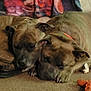 dog, sleeping, brindle, indoor, carpet, toy, orange, snuggling, pet, animal, resting, cozy, furniture, blanket, paw, head, closeup, floor, domestic, companion