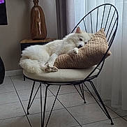 Taïa participe au concours pour gagner de l'argent avec cette photo : dog, white_dog, chair, cushion, pillow, indoor, floor, tiled_floor, curtains, window, vase, pampas_grass, relaxed, resting, furniture, modern, home, pet, cozy, calm
