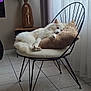 dog, white_dog, chair, cushion, pillow, indoor, floor, tiled_floor, curtains, window, vase, pampas_grass, relaxed, resting, furniture, modern, home, pet, cozy, calm