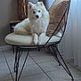 Taïa participe au concours pour gagner de l'argent avec cette photo : dog, white_dog, fluffy, chair, cushion, indoor, tile_floor, curtains, vase, decor, modern_furniture, pet, relaxed, sitting, furniture, home, cozy, calm, animal, portrait
