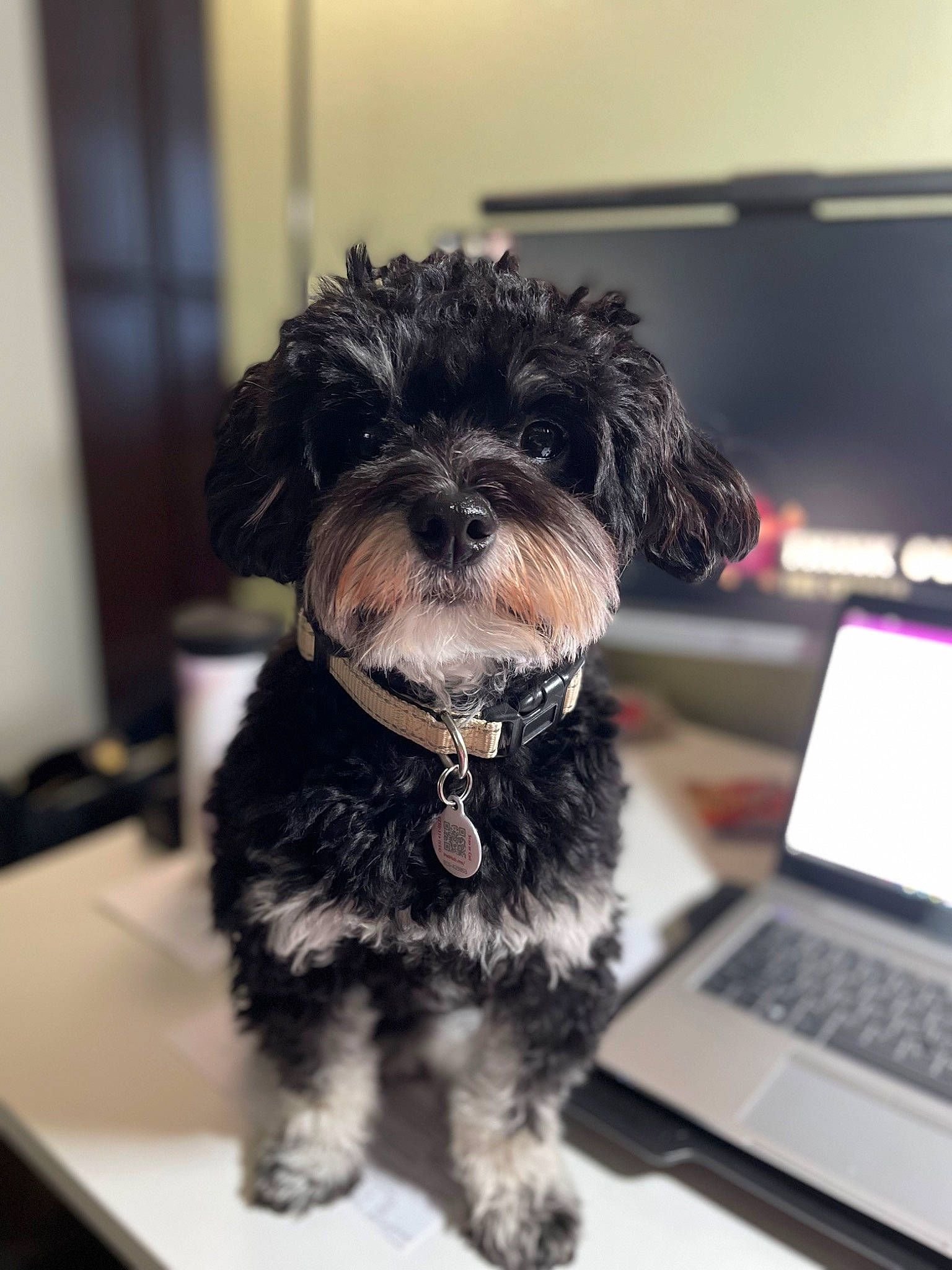 Inky is registered to the contest to win money with this photo: canidae, carnivore, companion_dog, computer, computer_keyboard, dog, dog_breed, dog_collar, fur, input_device, laptop, peripheral, personal_computer, shih_poo, small_terrier, snout, terrier, toy_dog, water_dog, working_animal