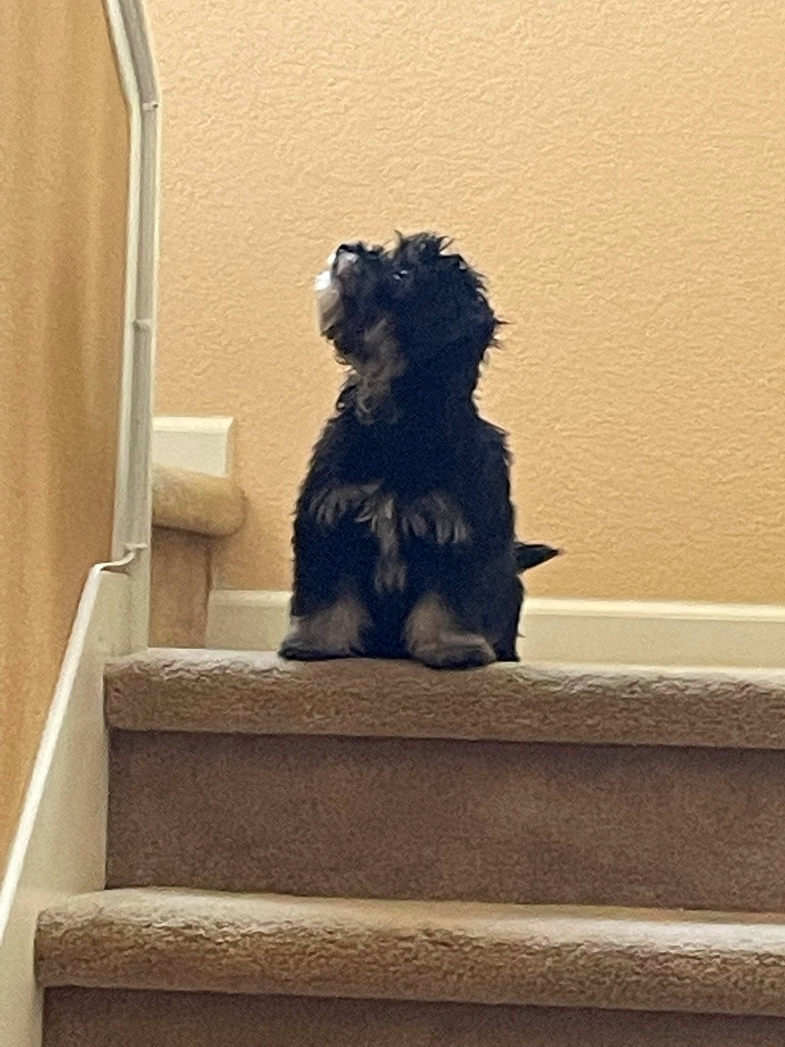 Inky joined the competition — help win amazing prizes! canidae, carnivore, companion_dog, dog, dog_breed, fur, plaster, poodle, rectangle, room, shadow, sitting, sporting_group, stairs, tail, terrier, tints_and_shades, toy_dog, water_dog, wood