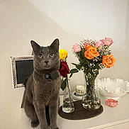 Panther joined the competition — help win amazing prizes! cat, gray_cat, flowers, vase, orange_roses, pink_roses, yellow_flower, red_rose, candle, decorative_bowl, white_cabinet, indoor, pet, animal, tabletop, still_life, houseplant, domestic_cat, feline, home_decor