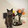 cat, gray_cat, flowers, vase, orange_roses, pink_roses, yellow_flower, red_rose, candle, decorative_bowl, white_cabinet, indoor, pet, animal, tabletop, still_life, houseplant, domestic_cat, feline, home_decor