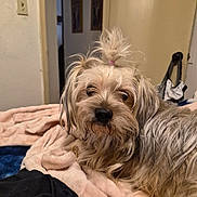 Donna joined the competition — help win amazing prizes! dog, pet, indoor, blanket, fur, topknot, cute, animal, mammal, cozy, resting, fur_texture, small_dog, domestic_animal, face, bedroom, light_switch, doorway, fabric, relaxed