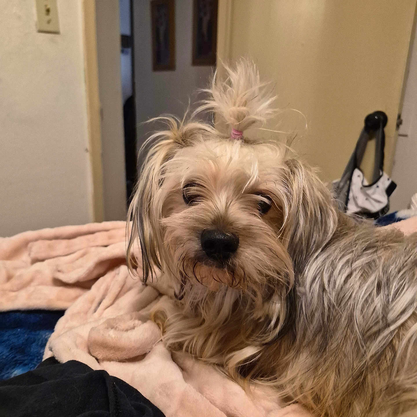 Donna joined the competition — help win amazing prizes! dog, pet, indoor, blanket, fur, topknot, cute, animal, mammal, cozy, resting, fur_texture, small_dog, domestic_animal, face, bedroom, light_switch, doorway, fabric, relaxed