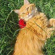 Caramels a rejoint le concours — aidez-le/la à gagner de superbes lots ! cat, orange_cat, fluffy, grass, flower, red_flower, outdoor, sunlight, relaxed, pet, animal, nature, greenery, whiskers, ears, fur, lying_down, cute, domestic_cat, closeup