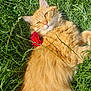 cat, orange_cat, fluffy, grass, flower, red_flower, outdoor, sunlight, relaxed, pet, animal, nature, greenery, whiskers, ears, fur, lying_down, cute, domestic_cat, closeup
