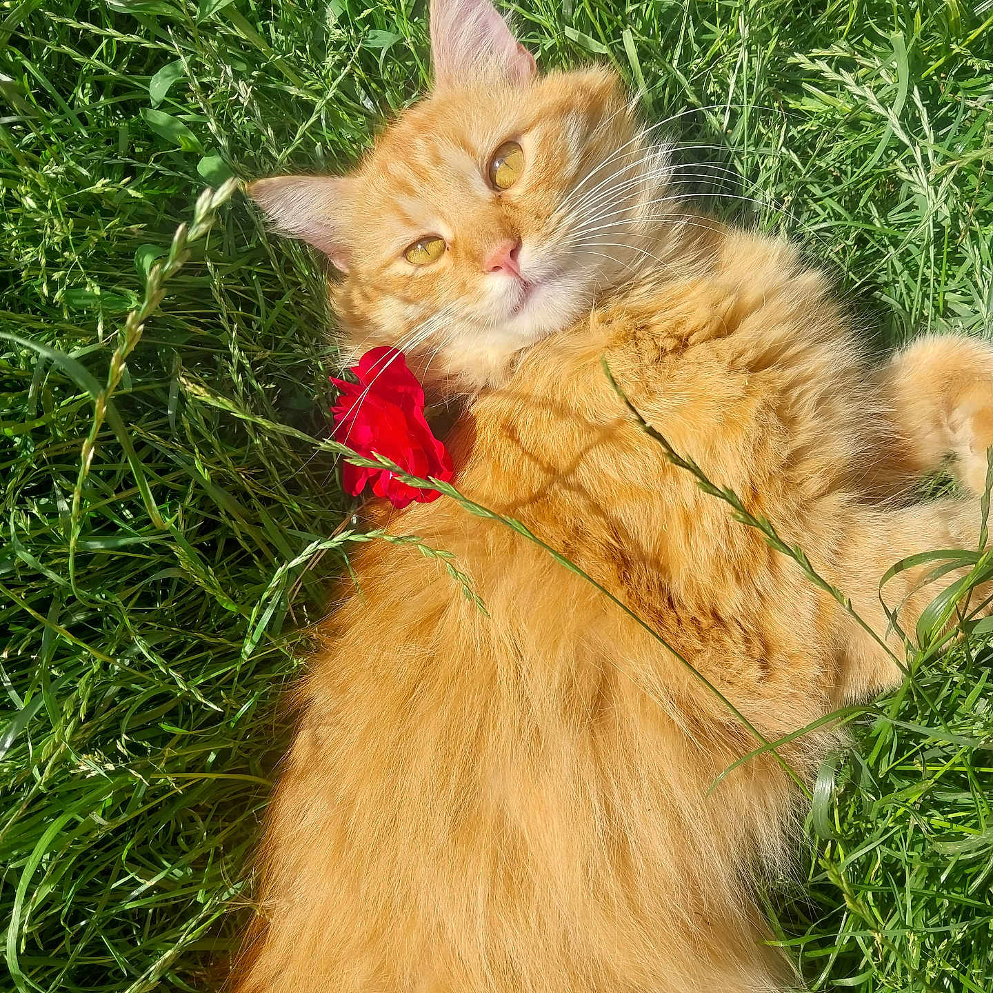 Caramels a rejoint le concours — aidez-le/la à gagner de superbes lots ! animal, cat, closeup, cute, domestic_cat, ears, flower, fluffy, fur, grass, greenery, lying_down, nature, orange_cat, outdoor, pet, red_flower, relaxed, sunlight, whiskers