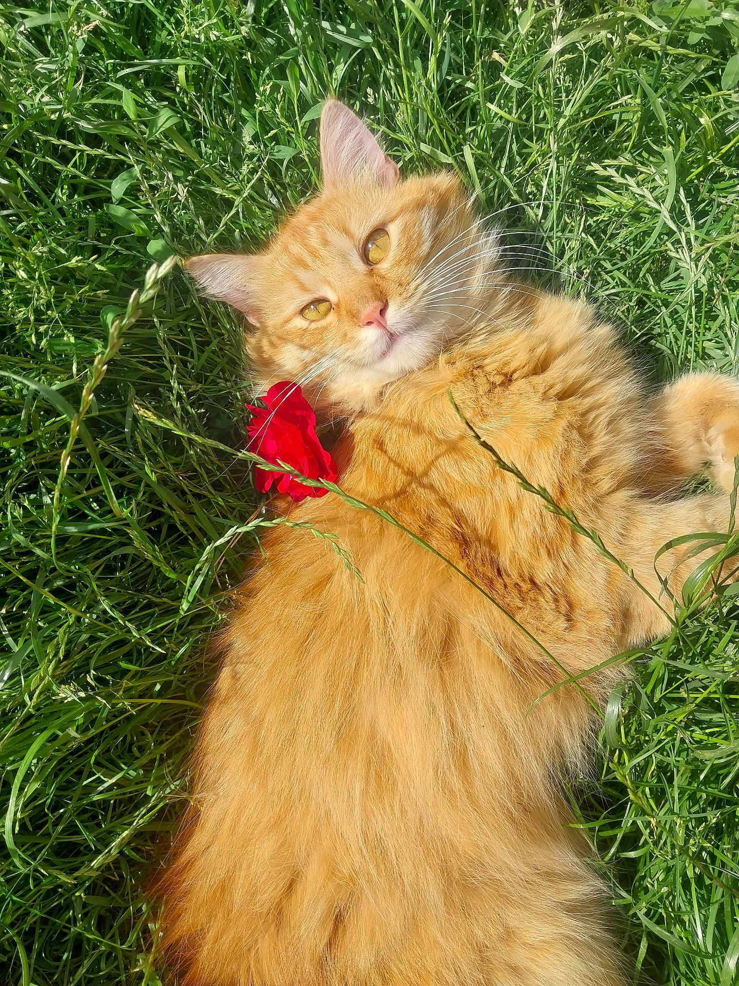 Caramels a rejoint le concours — aidez-le/la à gagner de superbes lots ! cat, orange_cat, fluffy, grass, flower, red_flower, outdoor, sunlight, relaxed, pet, animal, nature, greenery, whiskers, ears, fur, lying_down, cute, domestic_cat, closeup