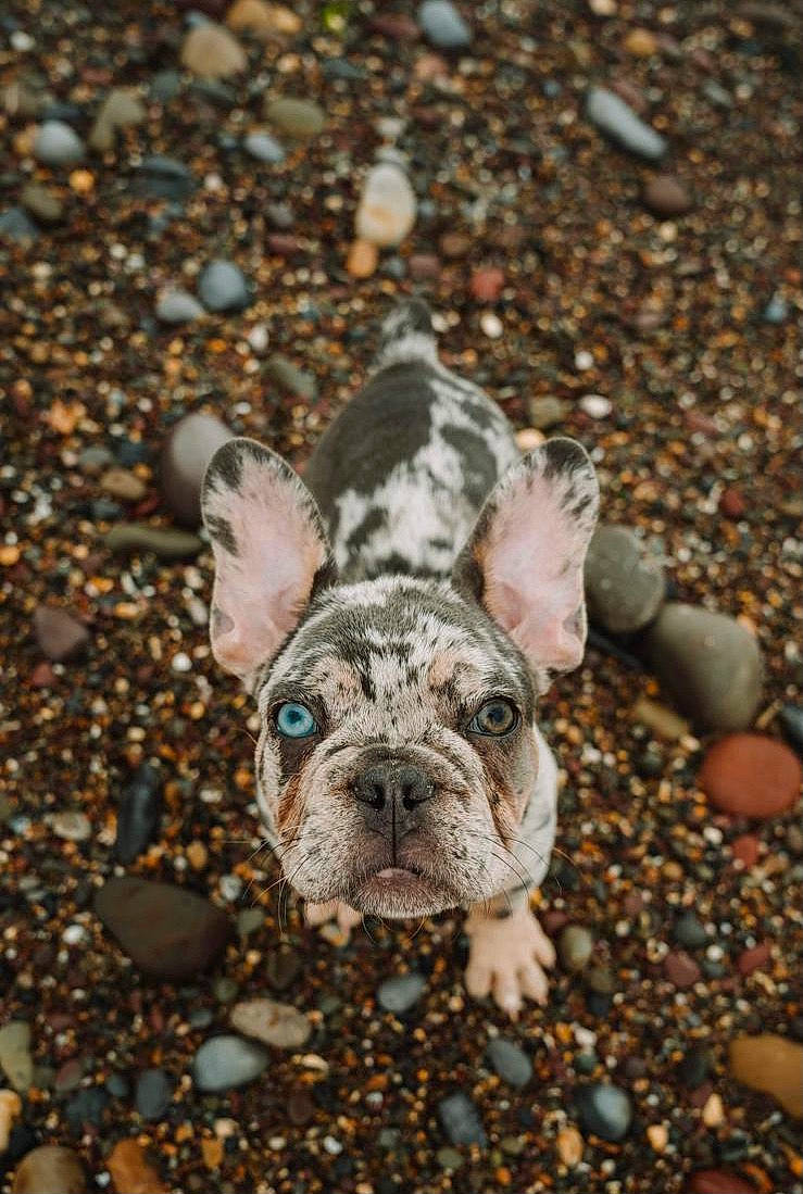 Cali is registered to the contest to win money with this photo: asphalt, bulldog, canidae, carnivore, companion_dog, dog, dog_breed, fawn, felidae, french_bulldog, grass, plant, road_surface, snout, soil, sporting_group, terrestrial_animal, toy_dog, whiskers, wrinkle