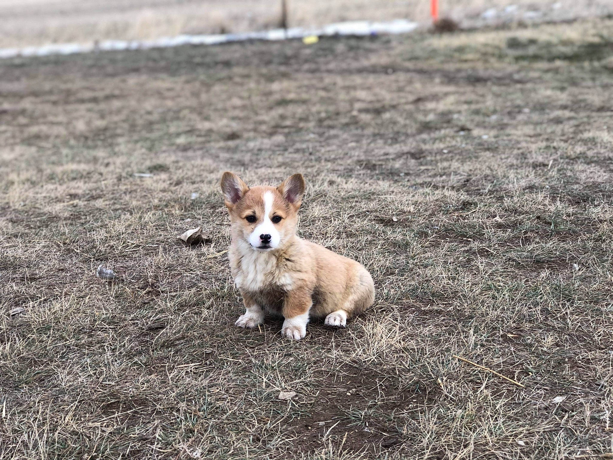 Artie is registered to the contest to win money with this photo: canidae, cardigan_welsh_corgi, carnivore, companion_dog, corgi_chihuahua, dog, dog_breed, fawn, mammal, pembroke_welsh_corgi, portuguese_podengo, puppy, street_dog, vertebrate, welsh_corgi