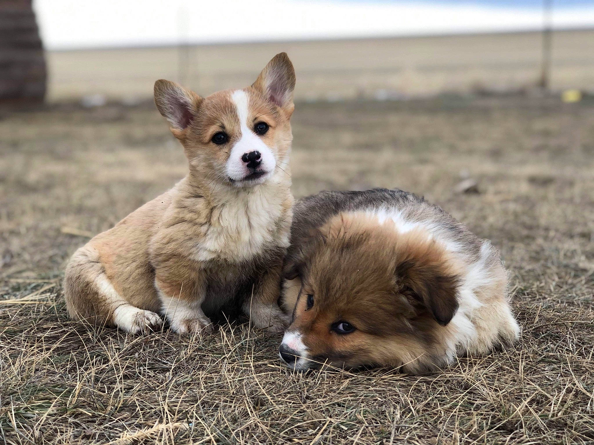 Artie joined the competition — help win amazing prizes! canidae, cardigan_welsh_corgi, carnivore, companion_dog, corgi_chihuahua, dog, dog_breed, fawn, mammal, pembroke_welsh_corgi, puppy, vertebrate, welsh_corgi