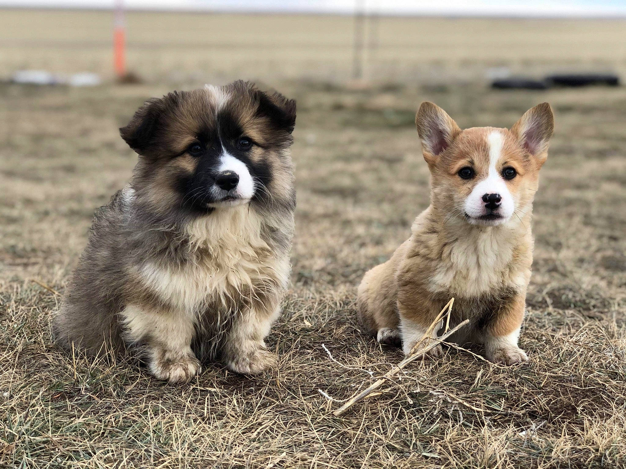 Artie joined the competition — help win amazing prizes! ancient_dog_breeds, canidae, cardigan_welsh_corgi, carnivore, companion_dog, dog, dog_breed, elo, herding_dog, icelandic_sheepdog, mammal, pembroke_welsh_corgi, puppy, rare_breed_dog, vertebrate, welsh_corgi