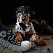 Aloha a rejoint le concours — aidez-le/la à gagner de superbes lots ! dog, puppy, converse_shoe, paw, rope_toy, tile_floor, black_background, pet, canine, resting, close_up, indoor, playful, footwear, animal, cute, domestic_animal, looking_at_camera, young_dog, spot_pattern
