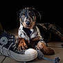 dog, puppy, converse_shoe, paw, rope_toy, tile_floor, black_background, pet, canine, resting, close_up, indoor, playful, footwear, animal, cute, domestic_animal, looking_at_camera, young_dog, spot_pattern