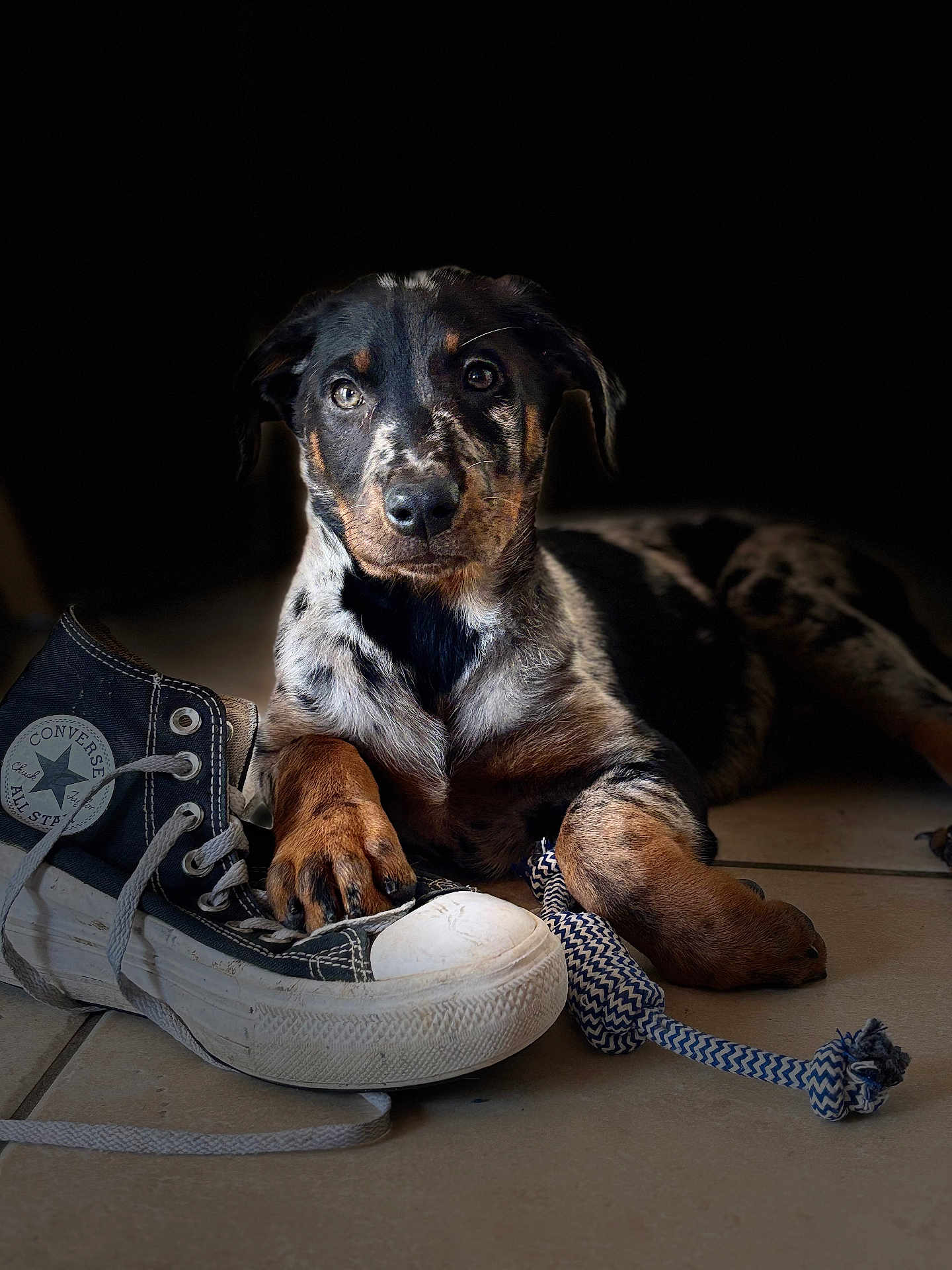 Aloha a rejoint le concours — aidez-le/la à gagner de superbes lots ! dog, puppy, converse_shoe, paw, rope_toy, tile_floor, black_background, pet, canine, resting, close_up, indoor, playful, footwear, animal, cute, domestic_animal, looking_at_camera, young_dog, spot_pattern