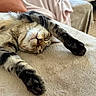 Naya participe au concours pour gagner de l'argent avec cette photo : cat, tabby_cat, sleeping, paws, fur, pet, indoor, blanket, cozy, relaxed, feline, animal, cute, resting, soft, closeup, whiskers, nap, comfort, home