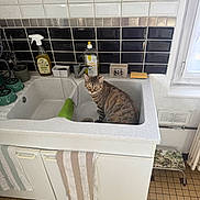 Naya participe au concours pour gagner de l'argent avec cette photo : cat, tabby_cat, sink, kitchen, towel, cleaning_supplies, spray_bottle, soap_bottle, tile_wall, window, cabinet, floor_tiles, step_stool, drain, faucet, green_towel, striped_towel, curious, pet, indoor