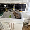 cat, tabby_cat, sink, kitchen, towel, cleaning_supplies, spray_bottle, soap_bottle, tile_wall, window, cabinet, floor_tiles, step_stool, drain, faucet, green_towel, striped_towel, curious, pet, indoor