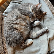 Pirate a rejoint le concours — aidez-le/la à gagner de superbes lots ! animal, blanket, cat, chair, cozy, cute, feline, fur, gray, home, indoor, paw, pet, relaxed, resting, sleeping, soft, tail, whiskers, white