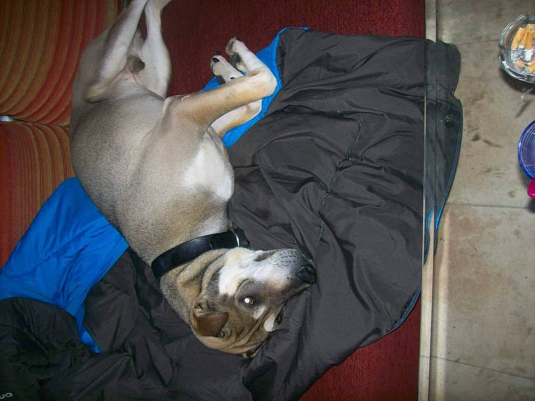 Wok a rejoint le concours — aidez-le/la à gagner de superbes lots ! canidae, carnivore, comfort, companion_dog, dog, dog_breed, dog_supply, fawn, felidae, fur, guard_dog, linens, nap, non_sporting_group, room, sleep, small_to_medium_sized_cats, sporting_group, tail, toy_dog