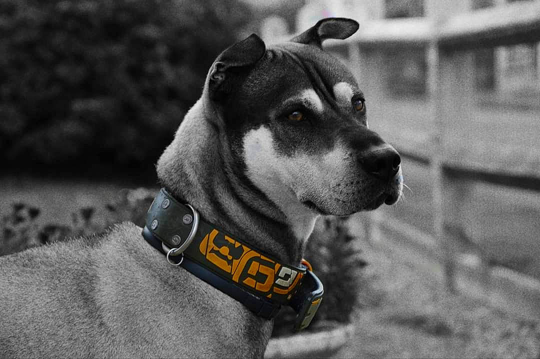 Wok participe au concours pour gagner de l'argent avec cette photo : black_and_white, canidae, carnivore, collar, companion_dog, dog, dog_breed, dog_collar, dog_supply, fawn, grey, leash, monochrome, monochrome_photography, pet_supply, snout, sporting_group, style, whiskers, working_animal