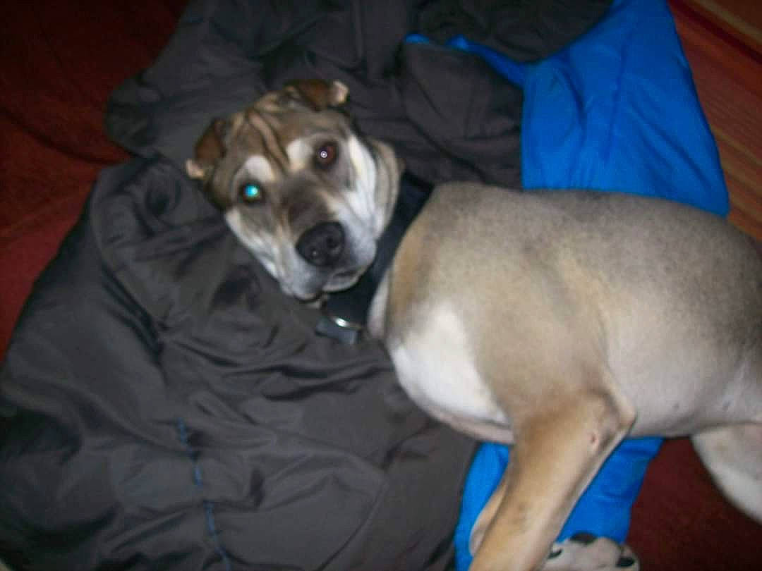 Wok a rejoint le concours — aidez-le/la à gagner de superbes lots ! canidae, carnivore, collar, comfort, companion_dog, couch, dog, dog_breed, fawn, non_sporting_group, rampur_greyhound, sighthound, sporting_group, terrestrial_animal, whiskers, working_animal