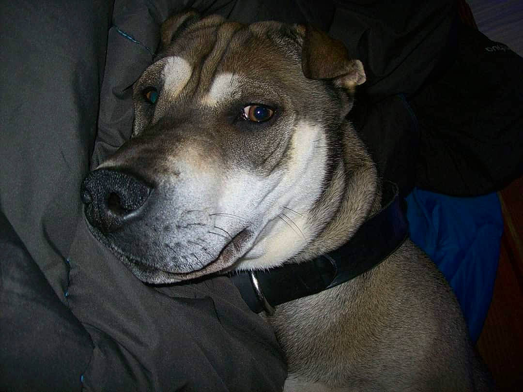 Wok a rejoint le concours — aidez-le/la à gagner de superbes lots ! canidae, carnivore, collar, companion_dog, dog, dog_breed, ear, fawn, fur, non_sporting_group, pet_supply, snout, sporting_group, terrestrial_animal, whiskers, working_animal