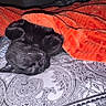 black_cat, sleeping_cat, orange_blanket, bed, patterned_bedspread, cozy, fur, whiskers, pet, indoor, resting, cute, domestic_cat, animal, nap, soft_texture, comfort, relaxation, feline, blanket