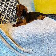 Harry participe au concours pour gagner de l'argent avec cette photo : animal, bed, bedroom, blanket, canine, couch, cushion, desk, dog, dogbed, furniture, homedecor, hound, indoors, person, pet, pillow, puppy, room, table