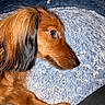 Harry a rejoint le concours — aidez-le/la à gagner de superbes lots ! animal, ball, blanket, canine, cockerspaniel, dog, football, goldenretriever, homedecor, hound, linen, mat, papillon, person, pet, puppy, sleeping, snout, soccer, terrier