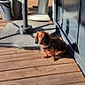 Harry participe au concours pour gagner de l'argent avec cette photo : animal, architecture, building, canine, deck, dog, door, furniture, hardwood, hound, house, housing, indoors, interiordesign, pet, plant, porch, puppy, stainedwood, wood