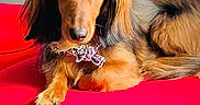 Harry a rejoint le concours — aidez-le/la à gagner de superbes lots ! accessories, afghanhound, animal, canine, chair, cockerspaniel, couch, cushion, dog, dogbed, furniture, goldenretriever, homedecor, hound, jewelry, papillon, pet, puppy, snout, terrier