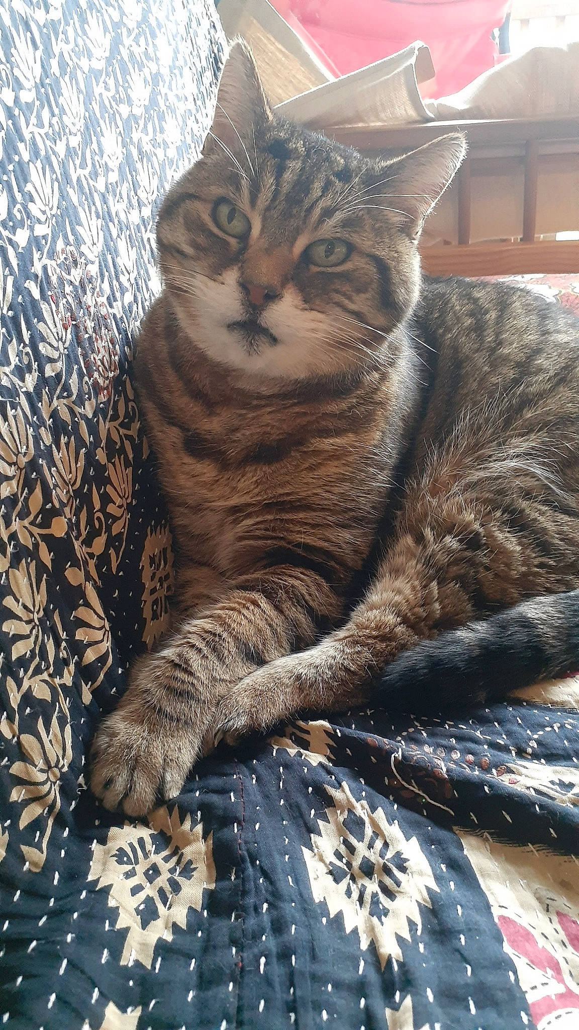 Zéphyr a rejoint le concours — aidez-le/la à gagner de superbes lots ! art, carnivore, cat, claw, domestic_short_haired_cat, felidae, fur, grey, pattern, paw, sitting, small_to_medium_sized_cats, snout, tail, terrestrial_animal, tree, whiskers, wildlife