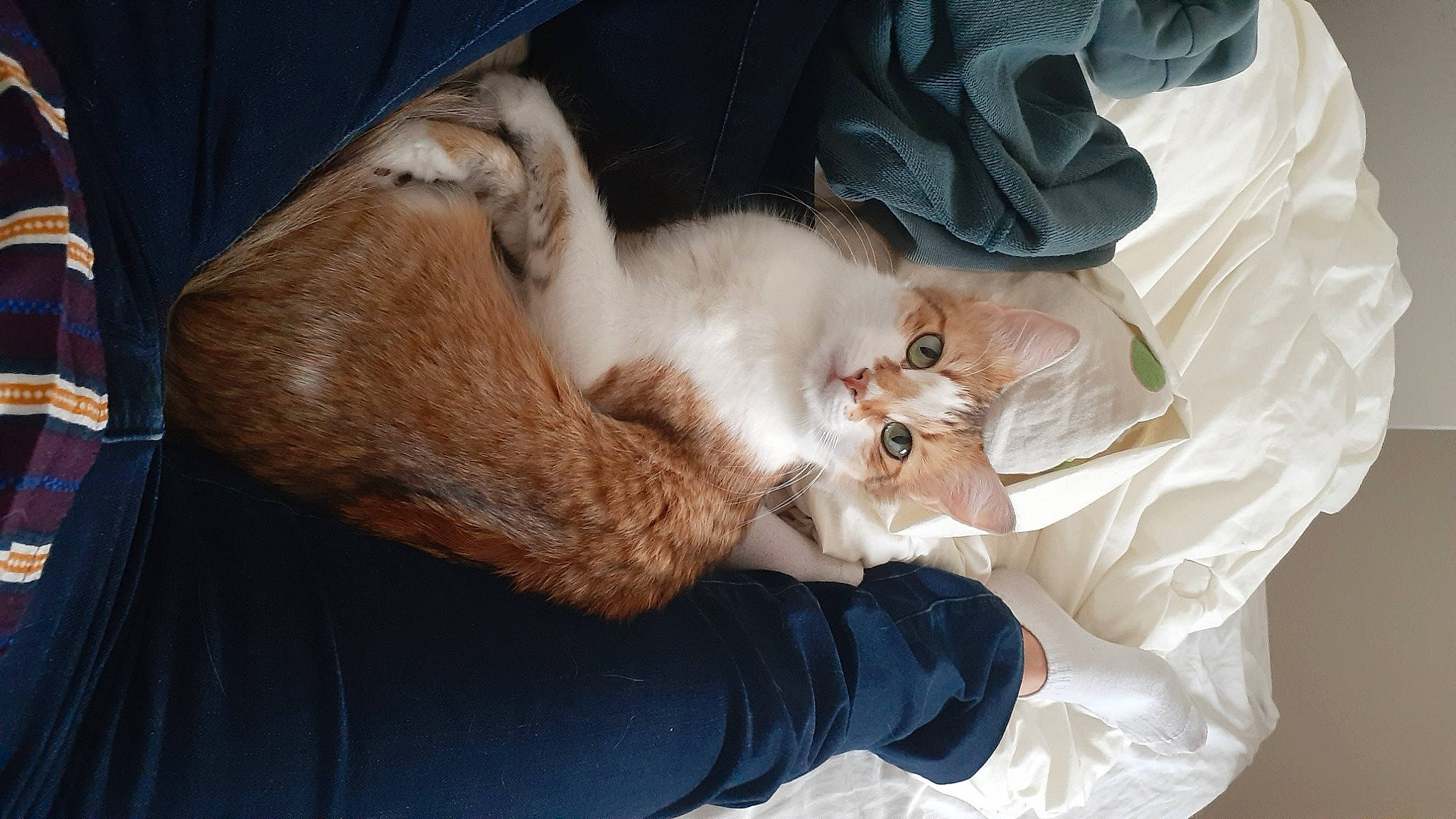 Lala a rejoint le concours — aidez-le/la à gagner de superbes lots ! canidae, carnivore, cat, claw, comfort, companion_dog, dog_breed, domestic_short_haired_cat, fawn, felidae, fur, gesture, nap, paw, puppy, sitting, small_to_medium_sized_cats, sporting_group, tail, whiskers