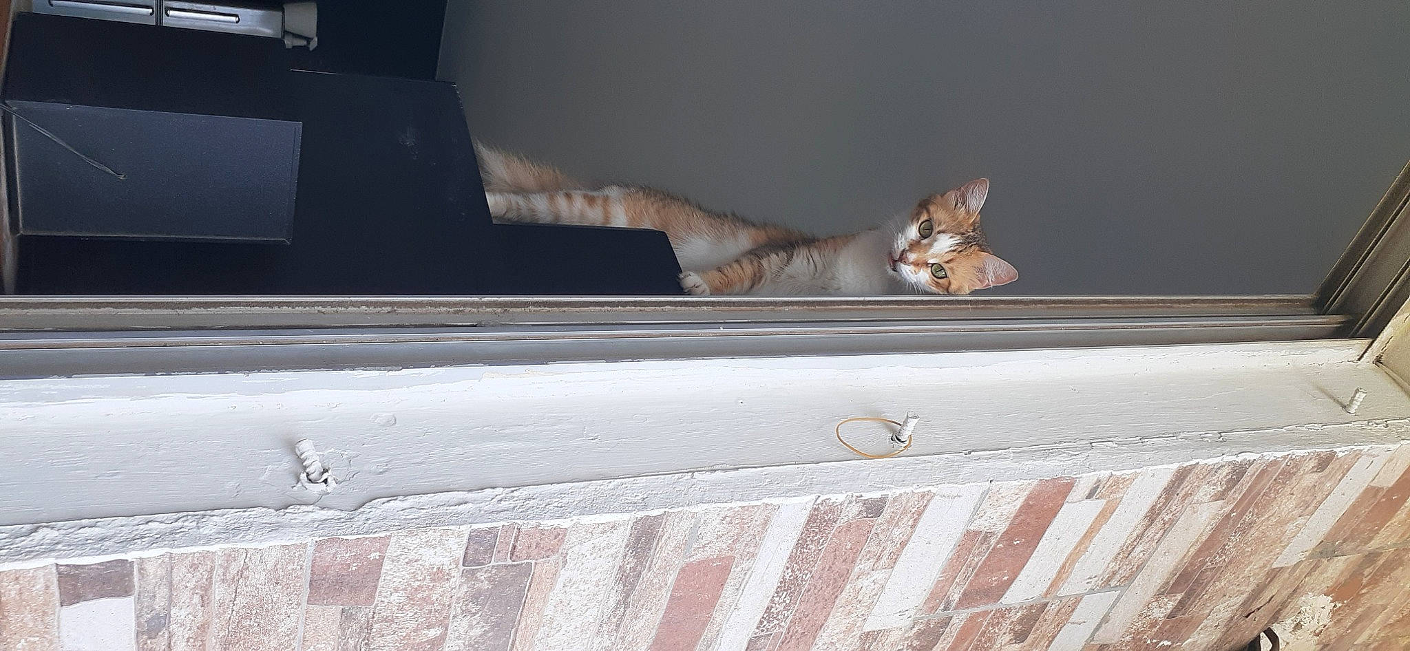 Lala participe au concours pour gagner de l'argent avec cette photo : auto_part, automotive_design, automotive_exterior, automotive_tire, bumper, carnivore, cat, comfort, felidae, hood, linens, motor_vehicle, small_to_medium_sized_cats, tints_and_shades, vehicle, vehicle_door, whiskers, window, windshield, wood