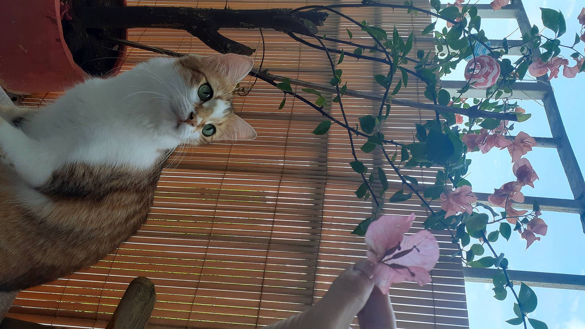 Lala participe au concours pour gagner de l'argent avec cette photo : animal_shelter, blossom, claw, domestic_short_haired_cat, fawn, felidae, flower, flowerpot, fur, houseplant, metal, plant, rabbits_and_hares, rodent, small_to_medium_sized_cats, tail, tree, twig, whiskers, wood